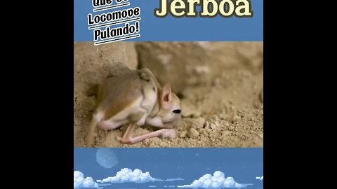 Um animal que se locomove pulando (Jerboa)#shorts