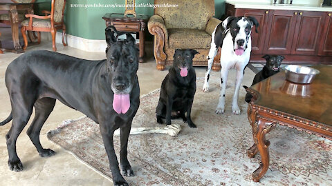 Great Danes Have Fun Celebrating With Dog Friends