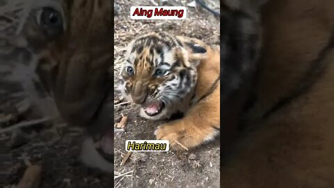 Aing Bin Ma Ung 🐯 #viral #tranding #fyp #shorts