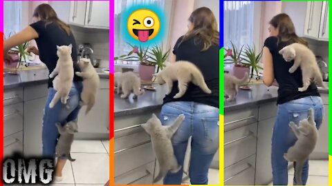 Kitten climb their mom as they couldn't wait for food.