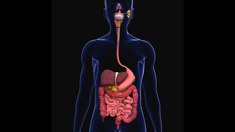 Human digestive system - How it works! (Animation)