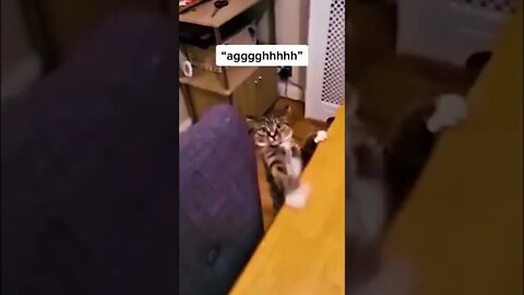 Funniest and Cuest Tiktok Cats 2022 #cute #tiktok #funnyanimals #funnyvideos #viral #cat