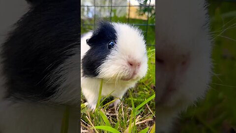 Guinea Pig Eating Outside