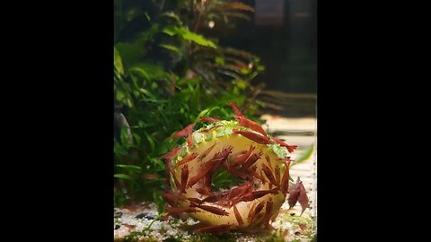 Fire Red and Cherry Shrimp Feeding Frenzy