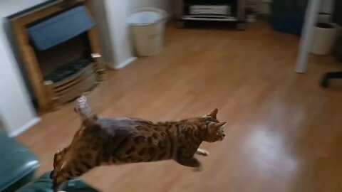 Bengal cat pounce in slow motion #slowmo #catpounce #bengalcat