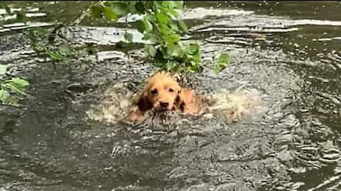 Ce chien rapporte une branche d'arbre par erreur