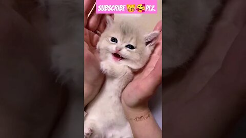 So cute cat baby! in home ||🥰😽 || p-51 #shortsfeed #cat #youtubepets #shorts