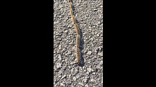 Incredibly long caterpillar convoy caught on camera