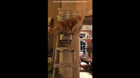 Curious Cat Loves To Climb A Ladder For A Cat's Eye View