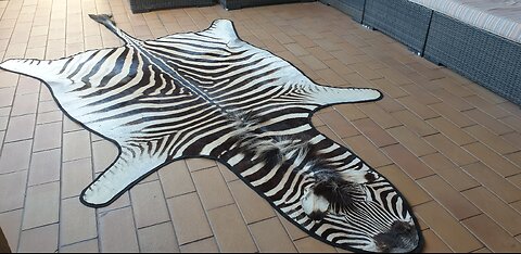 Beautiful Burchell Zebra Hide