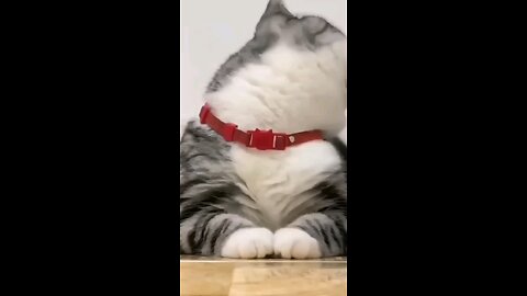 cat funny dance