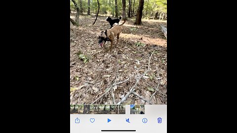 Pack of dogs track down owner in record time!!!🐕🐕🐩