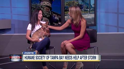 Humane Society of Tampa Bay refuse for abandoned pets after Irma