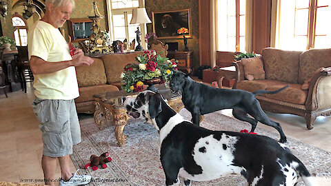 Playful Great Danes Love to Share Pupperoni Dog Treats