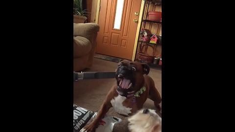 Cute Dog Barking At The Vacuum Cleaner