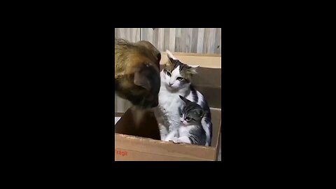 Child cat vs Dog fighting funny video