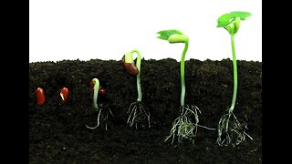 September 3 (Year 4) - Parable of the Growing Seed - Tiffany Root & Kirk VandeGuchte