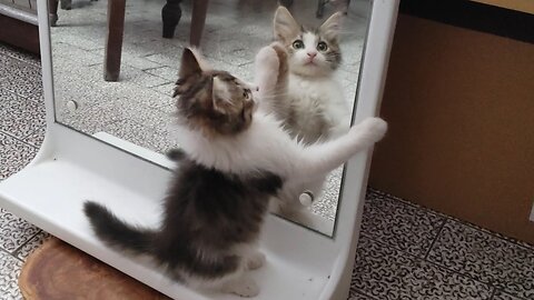 Kittens See Themselves In The Mirror For The First Time