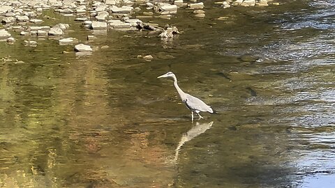 Great Blue Heron comes in to investigate