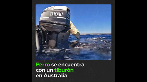 Un tiburón ballena de siete metros acecha a un labrador en Australia