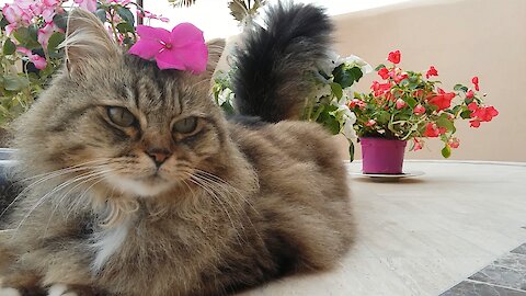 Adorable cat, Little Princess