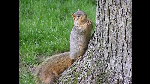 Visiting Squirrel