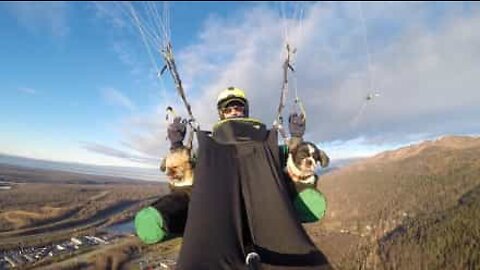 Dois cães radicais saltam de parapente no Alasca