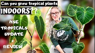 Can You Grow Tropical Plants Indoors | NSE Tropicals review