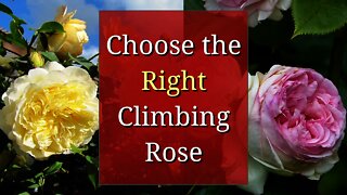 Choose the Right Climbing Rose