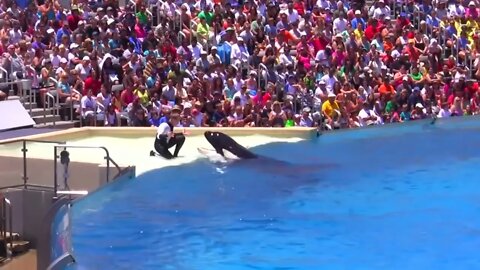 Seaworld SHAMU Killer Whale Show