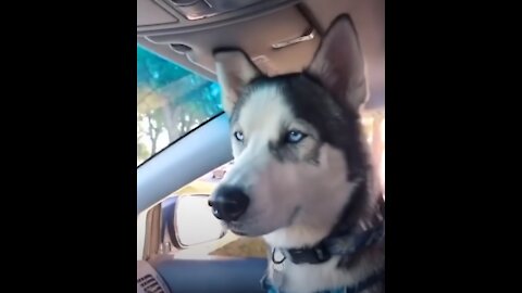 Funniest Super Dog best creatures of the 2021 Funny animal videos