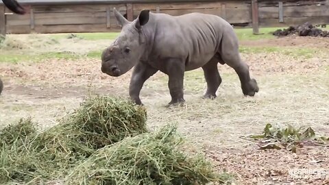 Baby Rhino At Zoo Catches The 'Zoomies'