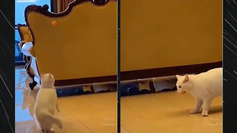 This cat tries to catch the ping pong ball