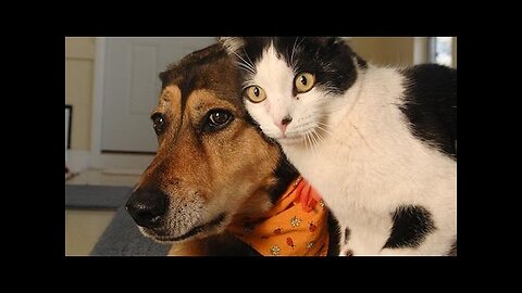 Cat lounges on dog's favorite chair, dog looks on in disbelief