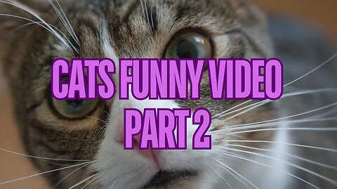 Cats Funny Video part 2 #cats