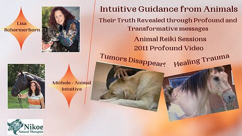 Animal Reiki – Trauma Healed and Tumors disappeared!