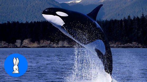 Wild Orca Killer Whales Swimming in HD - Compilation