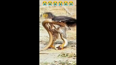 amazing fight snake vs eagle 😱😱