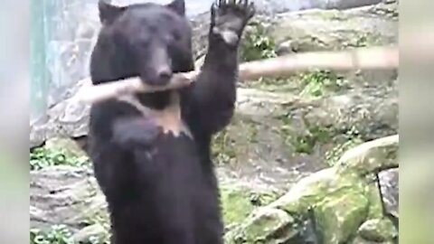 KUN-FU-GRIZZLY!!! BEAR TRAINING KARATE