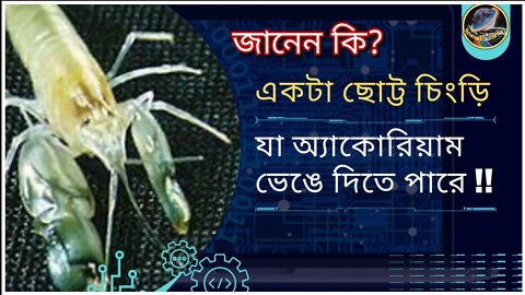 এই ছোট্ট চিংড়ির নাম পিস্তল চিংড়ি কেন জানেন? একটা অ্যাকোরিয়াম ফাটিয়ে দিতে এর দু'সেকেন্ড সময় লাগ