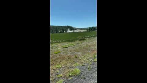 Bison attacks people who are too close