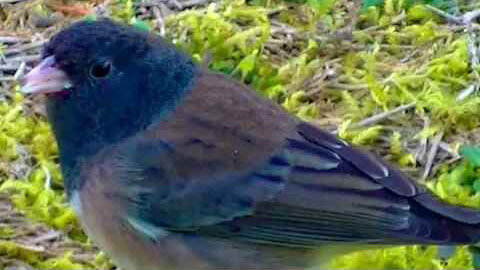 IECV NV #196 - 👀 Dark Eyed Junco In The Backyard 2-25-2016