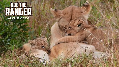 Lion pride With Small Cubs | Lalashe Maasai Mara Safari