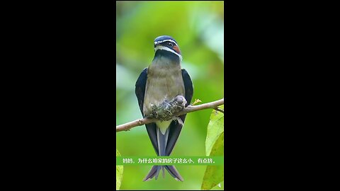 mother sparrow kissed her baby