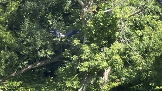 Seriously Great Blue Heron?