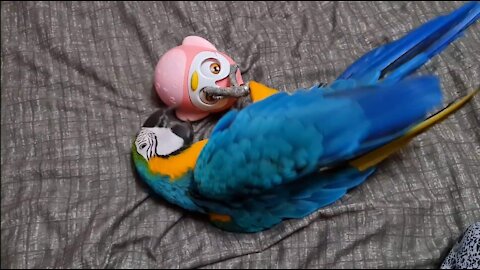 Funny macaw parrot playing with Roly-poly