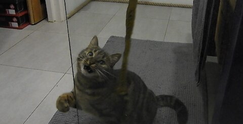 Funny cat goes after the stripe behind the glass