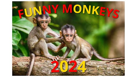 Funniest Monkey - cute and funny monkey videos