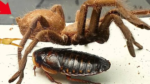 SCORPION vs TARANTULA SPIDER FIGHTING FOR PREY, who will win? Insect Stories-1