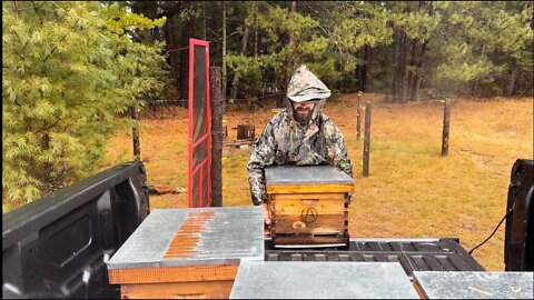 How We Overwinter Honeybees in Northern Minnesota | 2022 Honey Harvest